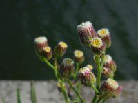 Conyza bonariensis 19, Gevlamde fijnstraal, Saxifraga-Ed Stikvoort