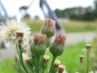 Conyza bonariensis 2, Gevlamde fijnstraal, Saxifraga-Rutger Barendse