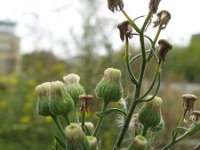 Conyza bonariensis 4, Gevlamde fijnstraal, Saxifraga-Rutger Barendse