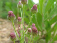 Conyza bonariensis 5, Gevlamde fijnstraal, Saxifraga-Rutger Barendse