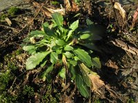 Conyza bonariensis 6, Gevlamde fijnstraal, Saxifraga-Rutger Barendse