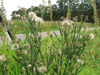 Conyza bonariensis 9, Gevlamde fijnstraal, Saxifraga-Rutger Barendse