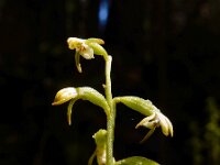 Corallorhiza trifida 28, Koraalwortel, Saxifraga-Ed Stikvoort