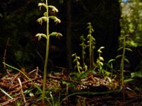 Corallorhiza trifida 29, Koraalwortel, Saxifraga-Ed Stikvoort