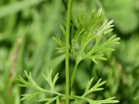 Coriandrum sativum 21, Koriander, Saxifraga-Sonja Bouwman  1040. Koriander - Coriandrum sativum - Apiaceae familie (zw)