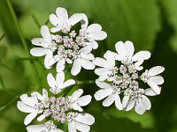 Coriandrum sativum 3, Koriander, Saxifraga-Sonja Bouwman  1040. Koriander - Coriandrum sativum - Apiaceae familie (zw) Den Haag