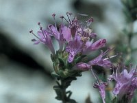 Coridothymus capitatus 3, Saxifraga-Jan van der Straaten