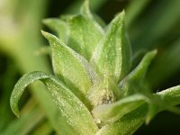 Corispermum intermedium 12, Smal vlieszaad, Saxifraga-Sonja Bouwman  820. Smal vlieszaad - Corispermum intermedium - Amaranthaceae familie (i)