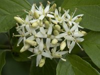 Cornus sanguinea 29, Rode kornoelje, Saxifraga-Willem van Kruijsbergen