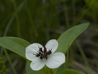 Cornus suecica 1, Zweedse kornoelje, Saxifraga-Willem van Kruijsbergen