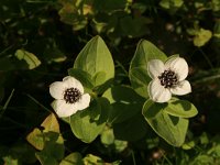 Cornus suecica 10, Zweedse kornoelje, Saxifraga-Dirk Hilbers