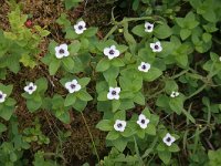 Cornus suecica 11, Zweedse kornoelje, Saxifraga-Dirk Hilbers