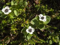 Cornus suecica 15, Zweedse kornoelje, Saxifraga-Jan van der Straaten