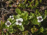 Cornus suecica 17, Zweedse kornoelje, Saxifraga-Jan van der Straaten