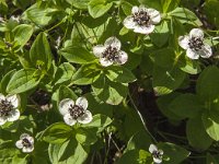 Cornus suecica 18, Zweedse kornoelje, Saxifraga-Jan van der Straaten