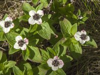 Cornus suecica 19, Zweedse kornoelje, Saxifraga-Jan van der Straaten