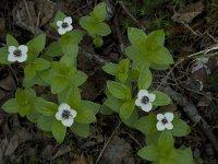 Cornus suecica 2, Zweedse kornoelje, Saxifraga-Willem van Kruijsbergen