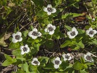 Cornus suecica 20, Zweedse kornoelje, Saxifraga-Jan van der Straaten