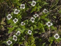 Cornus suecica 21, Zweedse kornoelje, Saxifraga-Jan van der Straaten