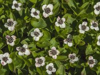 Cornus suecica 23, Zweedse kornoelje, Saxifraga-Jan van der Straaten