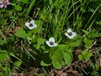 Cornus suecica 24, Zweedse kornoelje, Saxifraga-Jeroen Willemsen