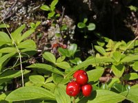 Cornus suecica 25, Zweedse kornoelje, Saxifraga-Jeroen Willemsen