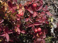 Cornus suecica 28, Zweedse kornoelje, Saxifraga-Willem van Kruijsbergen