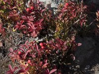 Cornus suecica 29, Zweedse kornoelje, Saxifraga-Willem van Kruijsbergen