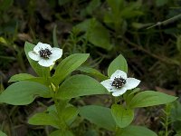 Cornus suecica 3, Zweedse kornoelje, Saxifraga-Willem van Kruijsbergen