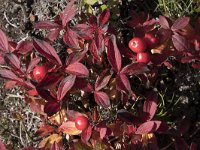 Cornus suecica 30, Zweedse kornoelje, Saxifraga-Willem van Kruijsbergen