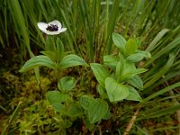 Cornus suecica 33, Zweedse kornoelje, Saxifraga-Ed Stikvoort