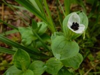 Cornus suecica 34, Zweedse kornoelje, Saxifraga-Ed Stikvoort