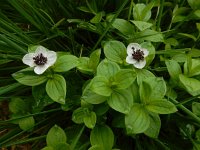 Cornus suecica 35, Zweedse kornoelje, Saxifraga-Ed Stikvoort