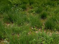 Cornus suecica 36, Zweedse kornoelje, Saxifraga-Ed Stikvoort