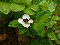 Cornus suecica 37, Zweedse kornoelje, Saxifraga-Ed Stikvoort