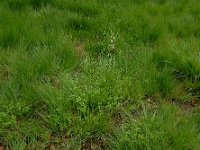 Cornus suecica 38, Zweedse kornoelje, Saxifraga-Ed Stikvoort