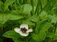 Cornus suecica 39, Zweedse kornoelje, Saxifraga-Ed Stikvoort