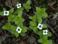 Cornus suecica 4, Zweedse kornoelje, Saxifraga-Willem van Kruijsbergen