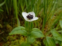 Cornus suecica 42, Zweedse kornoelje, Saxifraga-Ed Stikvoort