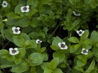 Cornus suecica 5, Zweedse kornoelje, Saxifraga-Willem van Kruijsbergen