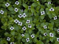 Cornus suecica 6, Zweedse kornoelje, Saxifraga-Willem van Kruijsbergen