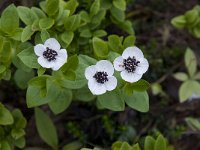 Cornus suecica 7, Zweedse kornoelje, Saxifraga-Willem van Kruijsbergen