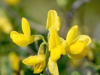 Coronilla valentina ssp glauca 18, Saxifraga-Sonja Bouwman  Shrubby scorpion-vetch - Coronilla valentina ssp. glauca - Fabaceae familie; Cabo de Sao Vicente (Pt)