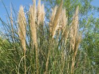 Cortaderia selloana 2, Pampagras, Saxifraga-Rutger Barendse