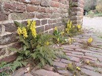 Corydalis cheilanthifolia 6, Varenhelmbloem, Saxifraga-Jelle van Dijk