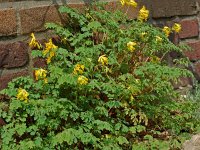 Corydalis lutea, Yellow Corydalis