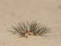 Corynephorus canescens, Grey Hair-grass