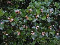 Cotoneaster integerrimus 11, Saxifraga-Ed Stikvoort