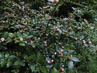 Cotoneaster integerrimus 12, Saxifraga-Ed Stikvoort