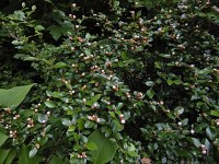 Cotoneaster integerrimus 13, Saxifraga-Ed Stikvoort
